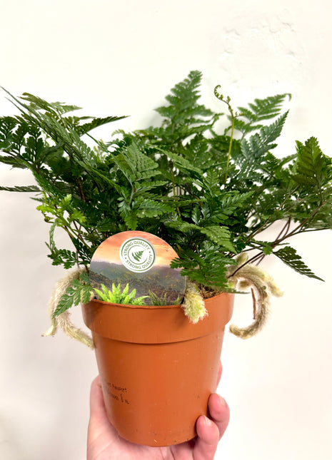 Humata Tyermannii