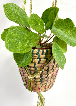 Hanging basket green