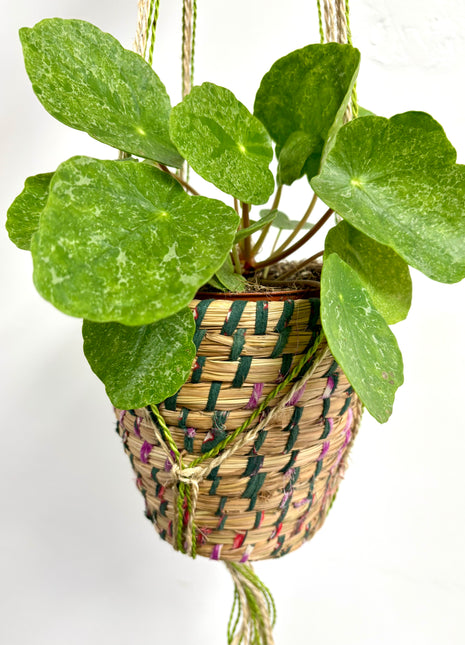 Hanging basket green