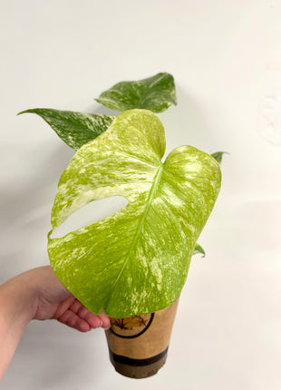 Monstera Mint