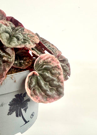 Peperomia Abricosa