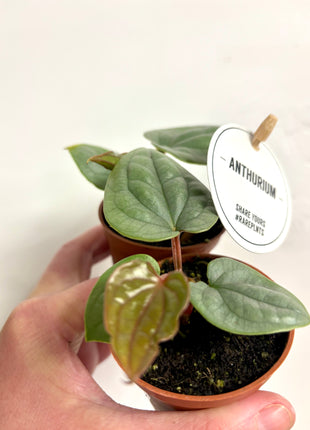Anthurium Luxurians