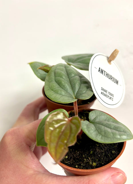 Anthurium Luxurians
