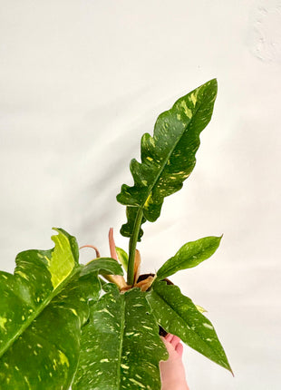 Philodendron Ring of Fire