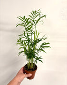 Chamaedorea Elegans