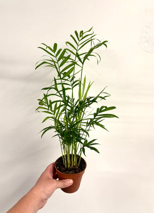 Chamaedorea Elegans
