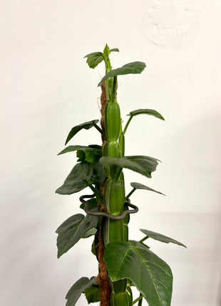 Cissus Quadrangularis