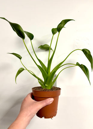 Alocasia Tiny Dancer
