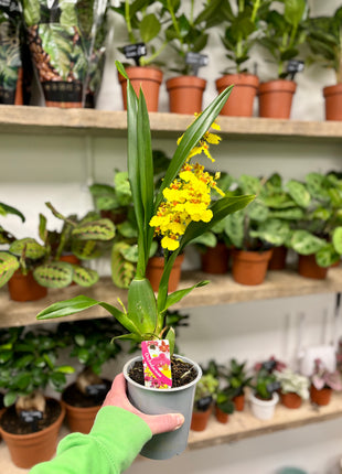 Oncidium