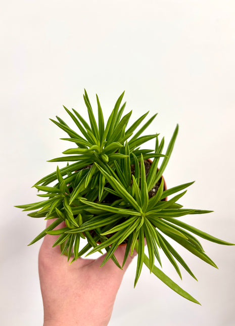 Peperomia Happy Bean