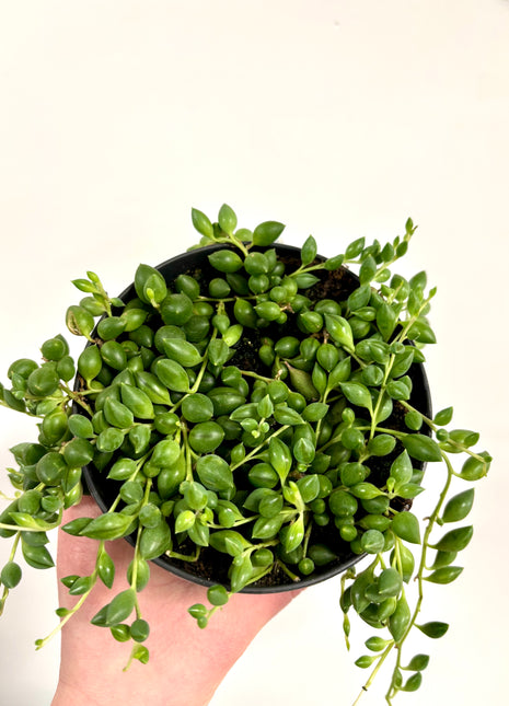 Senecio Herreianus/Tears