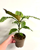 Dracaena Goldieana