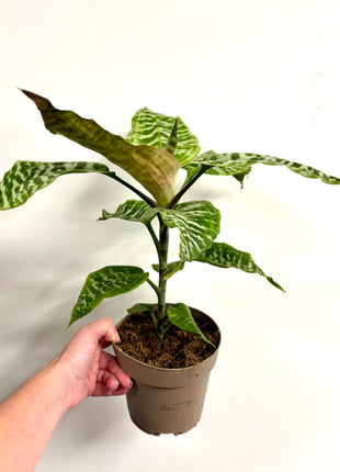 Dracaena Goldieana