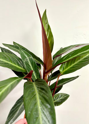 Calathea Stripestar