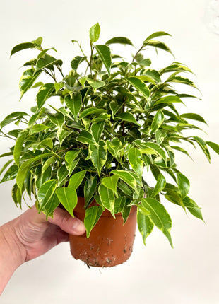 Ficus Kinky