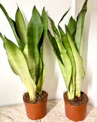 Sansevieria Moonshine