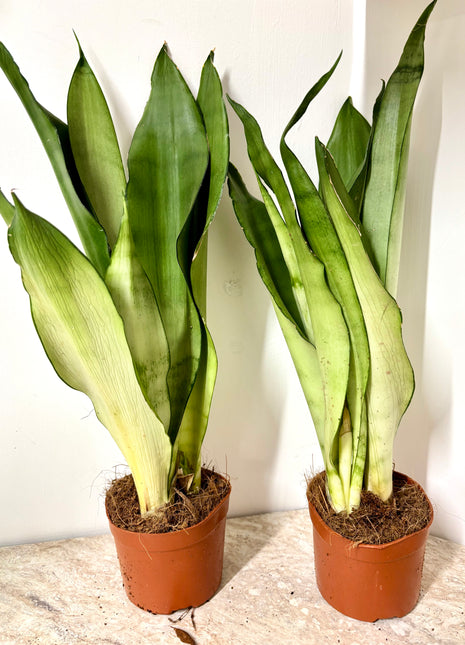 Sansevieria Moonshine