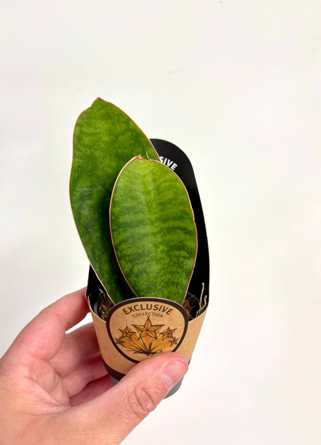 Sansevieria Whale Fin/Masoniana