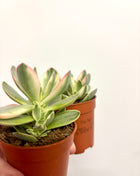 Crass Moneymaker Variegata