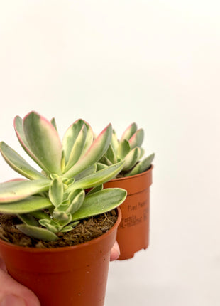 Crass Moneymaker Variegata