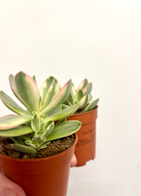 Crass Moneymaker Variegata