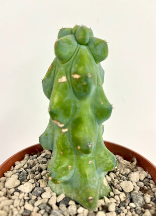 Myrtillocactis Nipel/Boobie cactus