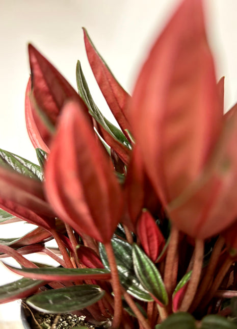 Peperomia Rosso