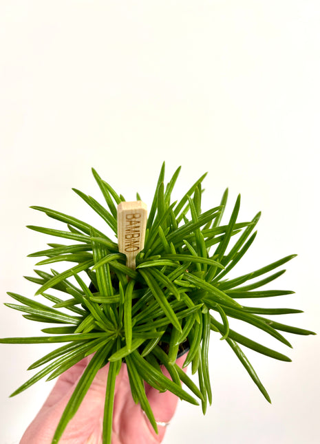 Mini Senecio Himalaya