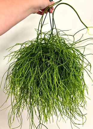 Rhipsalis in hanging pot