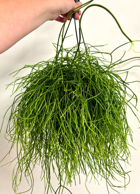 Rhipsalis in hanging pot
