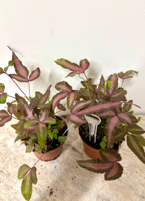 Pteris Cretica Albolineata Pink