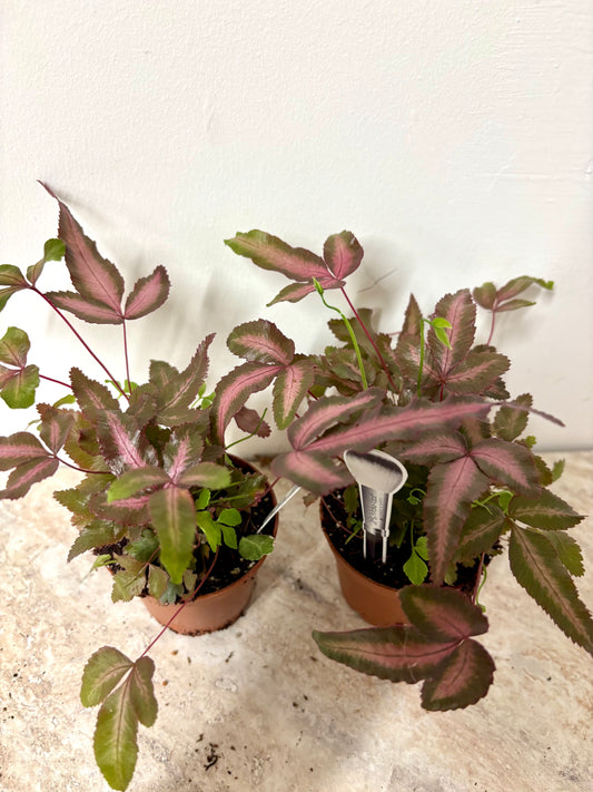 Pteris Cretica Albolineata Pink