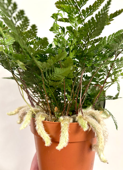 Humata Tyermannii