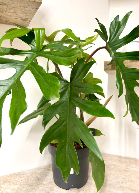 Philodendron Mayoi
