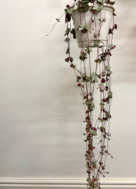 Ceropegia Woodii