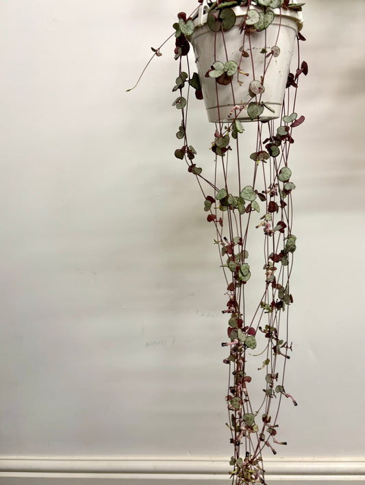 Ceropegia Woodii