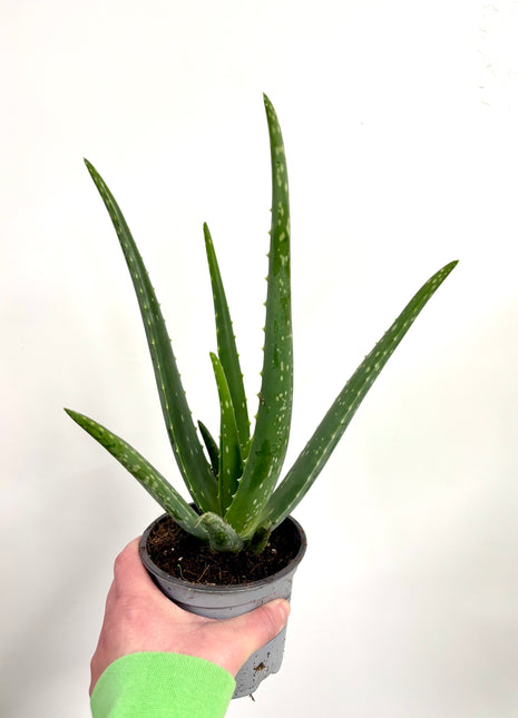Aloe Vera