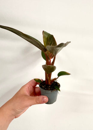 Philodendron Pink Bikini