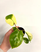 Philodendron Burke Marx variegated