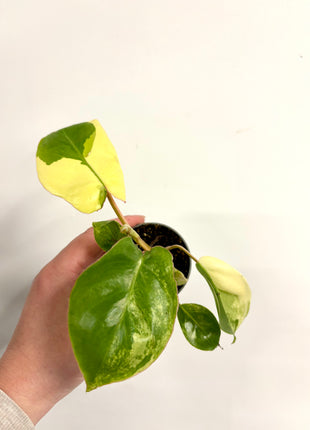 Philodendron Burke Marx variegated