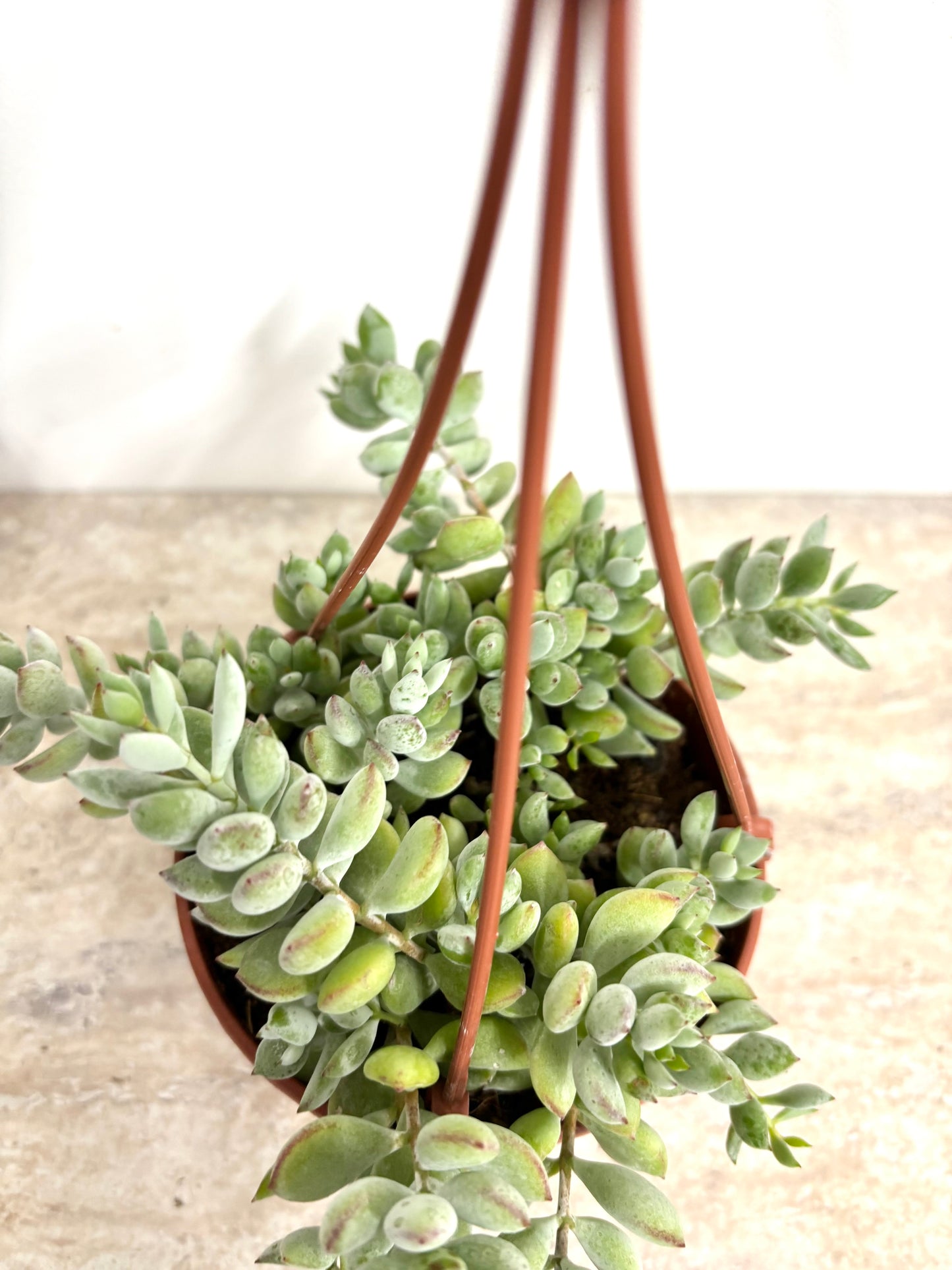 Cotyledon Pendens