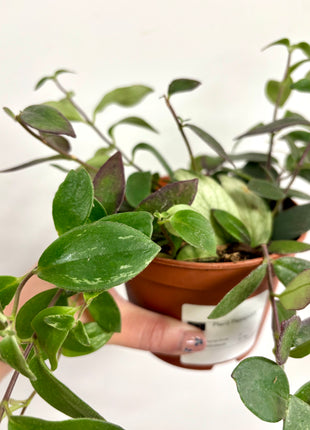 Aeschynanthus Variegata