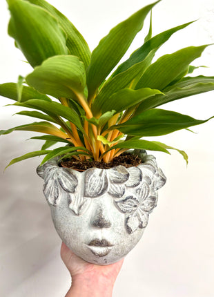 Lady concrete head pot