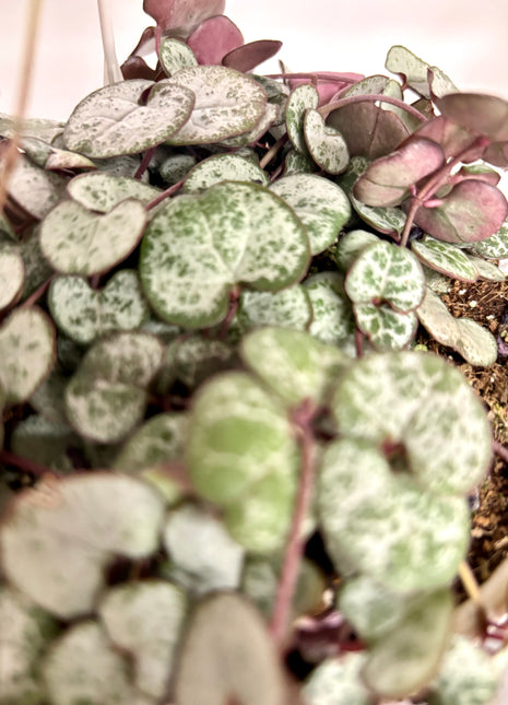 Ceropegia Woodii