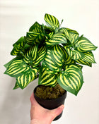 Faux watermelon plant