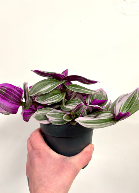 Tradescantia Nanouk