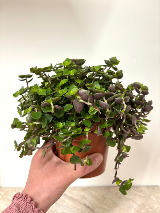 Callisia Repens / Turtle Vine