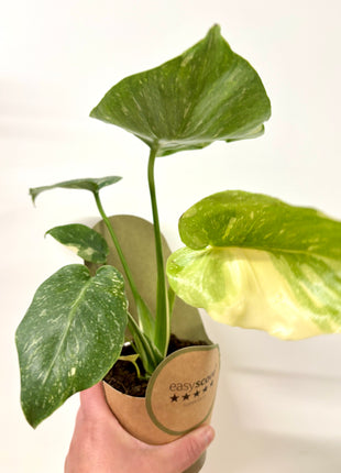 Monstera Thai Constellation