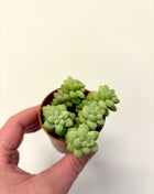 Sedum Burrito