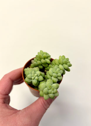 Sedum Burrito